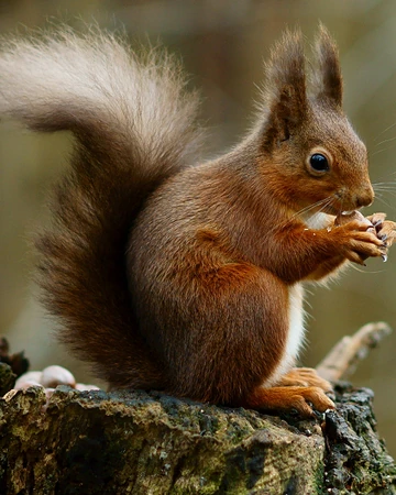 Ardilla Común | Wiki Reino Animalia | Fandom