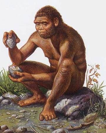 Homo Erectus Wiki Reino Animalia Fandom