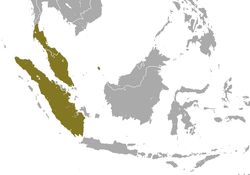 250px-Sunda Loris area