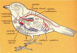 Sistema circulatorio aves