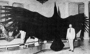 Argentavis magnificens