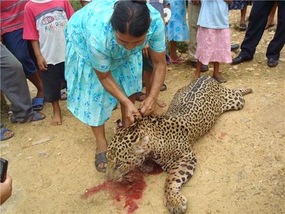 Jaguar asesinado