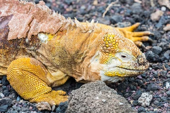 Iguana Terrestre De Las Galapagos Wiki Reino Animalia Fandom
