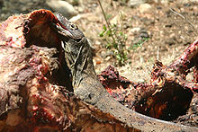 220px-Komodo Dragon Eating Rinca
