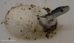 Resultado de imagen para mamba negra con huevos