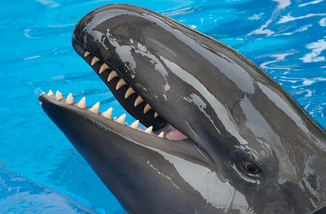 Orca falsa 2