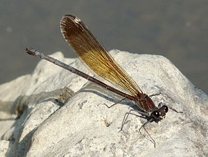 300px-Calopteryx haemorrhoidalis, female