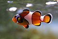 120px-Clown fish