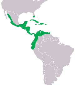 250px-Crocodylus acutus Distribution