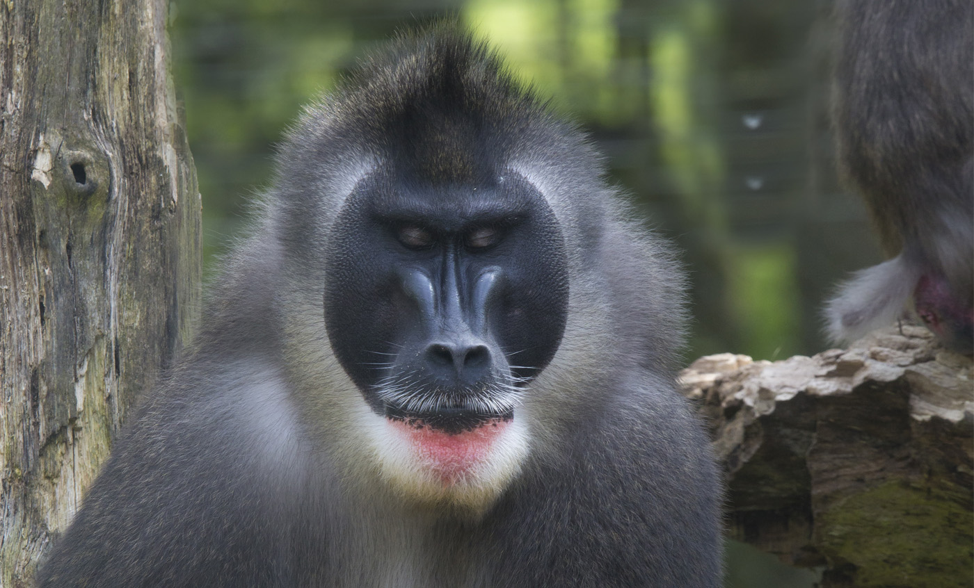 обезьяна гвинейский павиан. гвинейский бабуин. павиан в желтой шубке 6 букв. уганда павианы. узконосые обезьяны павиан.