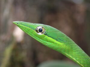 Oxybelis fulgidus,I JDW656
