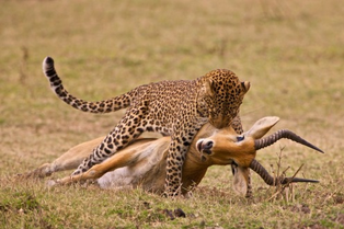 Leopardo africano 5