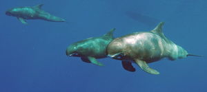 Orca pigmea