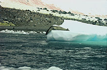 220px-Antarctic, Leopard Seal (js) 33