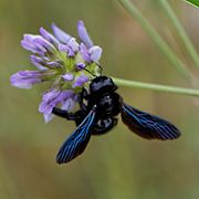 Xylocopa violacea-Abeille charpentière-201606102