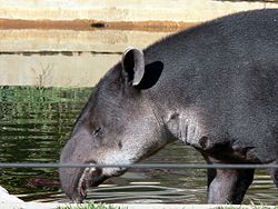 250px-Tapir2006a