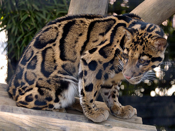 Neofelis | Wiki Reino Animalia | FANDOM powered by Wikia