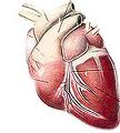 Corazon de perro