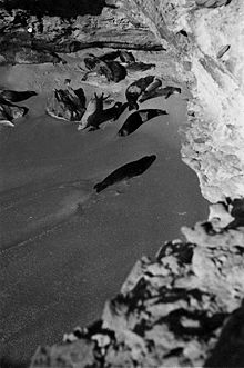220px-Colonia de focas monje de Cabo Blanco (1945)