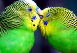 Periquillos del amor