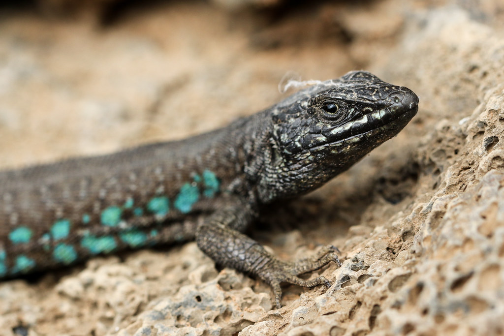 Lagarto Atlántico | Wiki Reino Animalia | Fandom