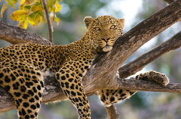 Leopardo africano 2