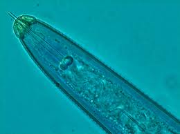 Nematodo espiral