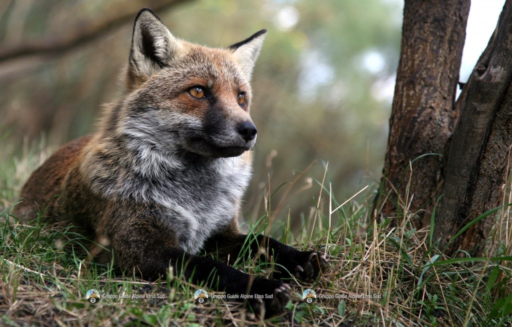Imagen Zorro en bosque de coniferas.jpg Wiki Reino