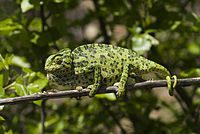200px-BennyTrapp Chamaeleo chamaeleon Samos Griechenland