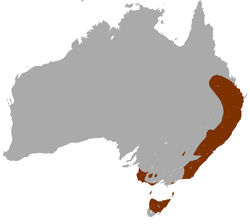 250px-Red-necked Wallaby area (1)