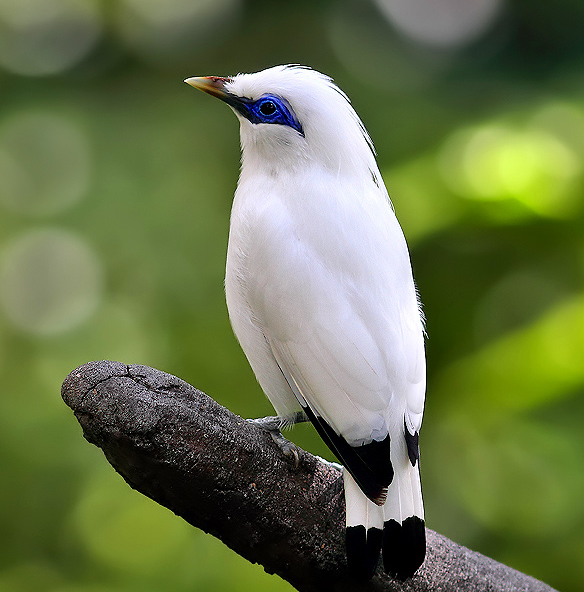 Resultado de imagen de pajaros de indonesia