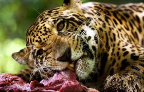 Jaguar | Wiki Reino Animalia | FANDOM powered by Wikia