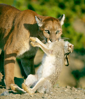 Pumas Europa - Página - ellinceiberico.com