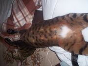 Wichi