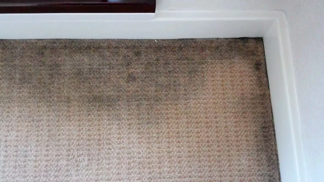 Carpet Flooring Defects Renopedia Wiki FANDOM powered by Wikia