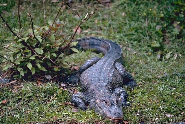 File:800px-China-Alligator.jpg