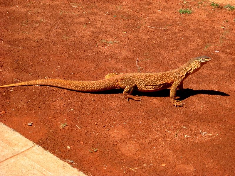 Sand Goanna Reptiles Wiki FANDOM Powered By Wikia sand-goanna-reptiles-wiki-fandom-powered-by-wikia