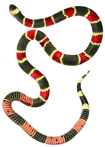 File:Coralsnake.jpg