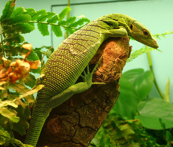 File:EmeraldTreeMonitor.jpg