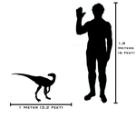 Human and Eoraptor sizeComparison