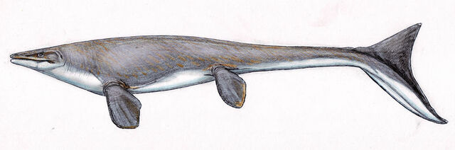 File:Platecarpus.jpg
