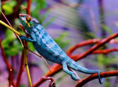 PantherChameleon