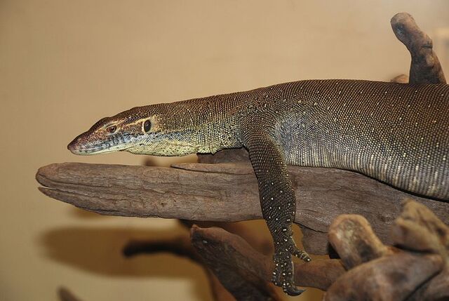 File:Varanus mertensi.jpg