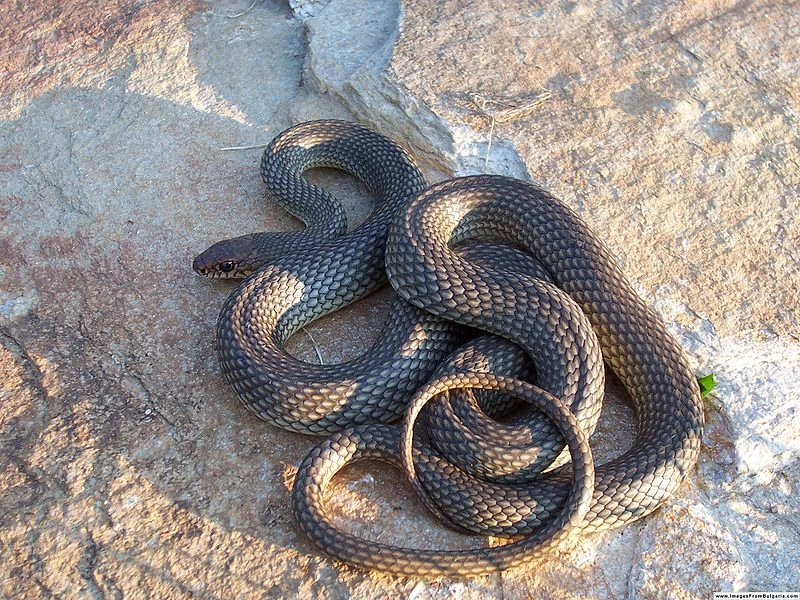 Colubridae Reptipedia FANDOM Powered By Wikia