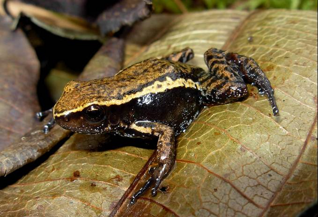 File:Hyloxalus.png