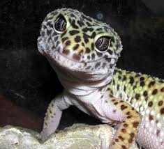 Leopard gecko