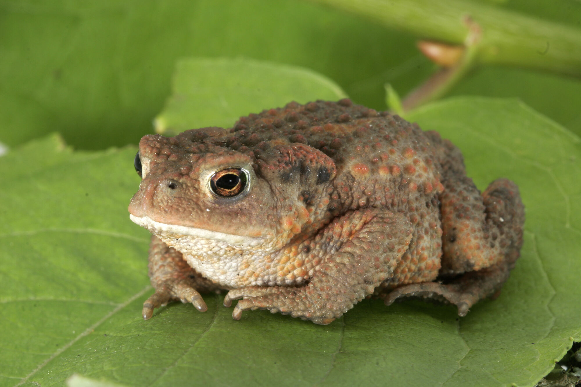 European common toad | Reptipedia | FANDOM powered by Wikia