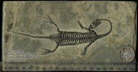 Keichousaurus fossil