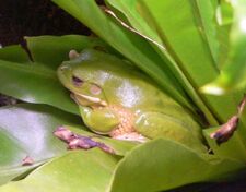 Bromeliad Tree Frog
