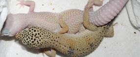 Breeding-leopard-geckos-575x233